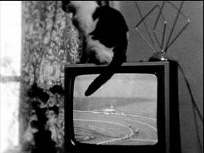 Cat on TV (London 1977)